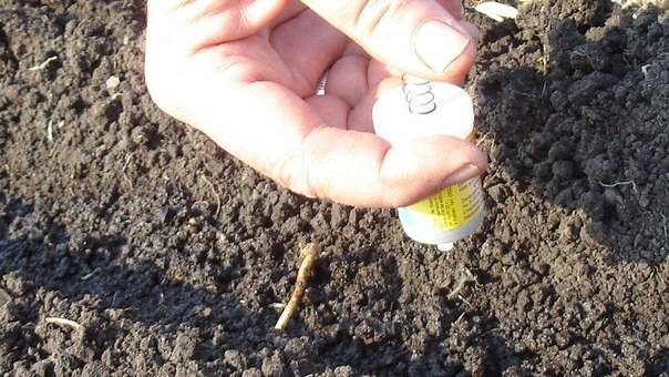 How to sow carrot seeds 