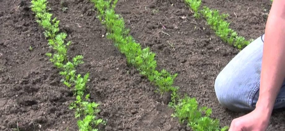 How to sow carrot seeds 