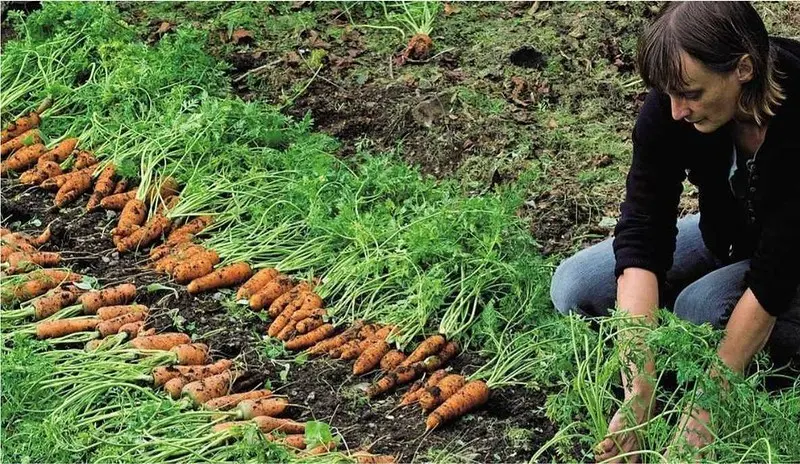 How to sow carrots so as not to thin out: a few tips