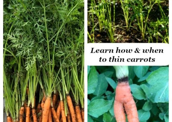 How to sow carrots so as not to thin out: a few tips