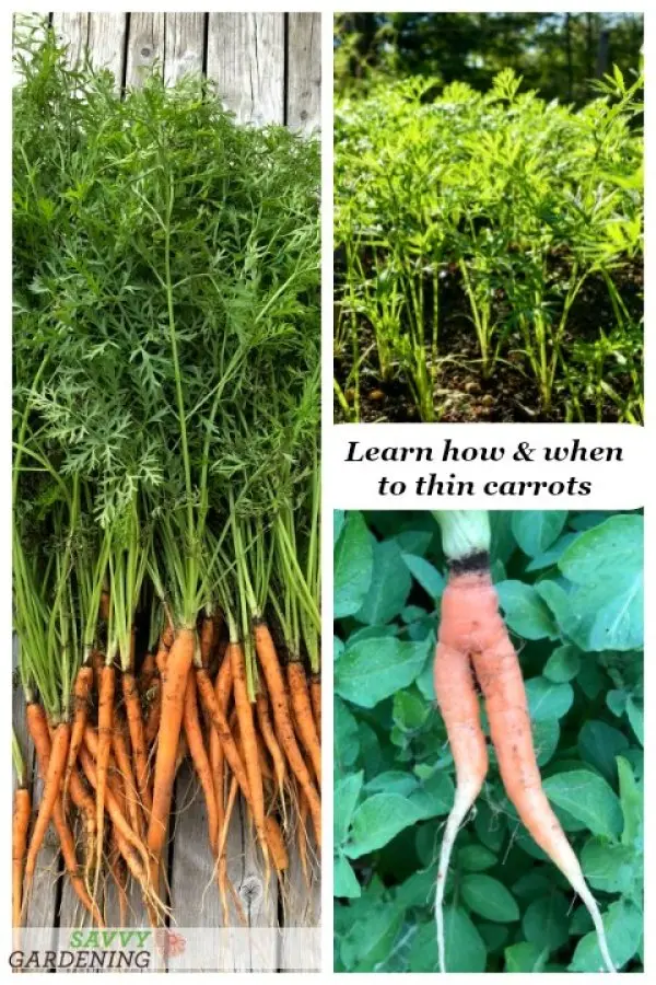 How to sow carrots so as not to thin out: a few tips