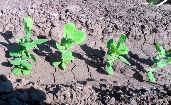 How to sow peas in open ground: planting scheme