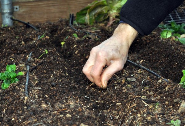 How to sow peas in open ground: planting scheme