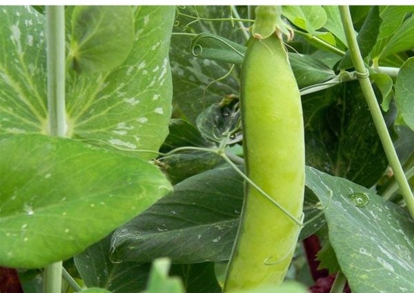 How to sow peas in open ground: planting scheme