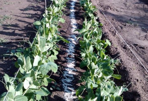 How to sow peas in open ground: planting scheme