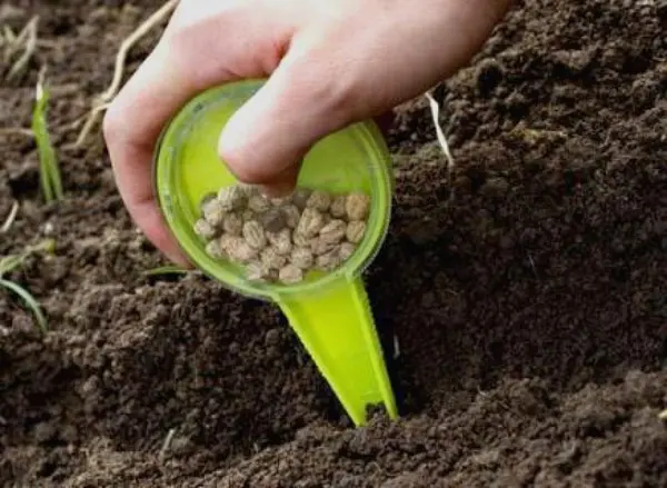 How to sow peas in open ground: planting scheme