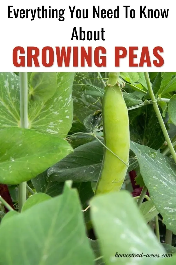 How to sow peas in open ground: planting scheme