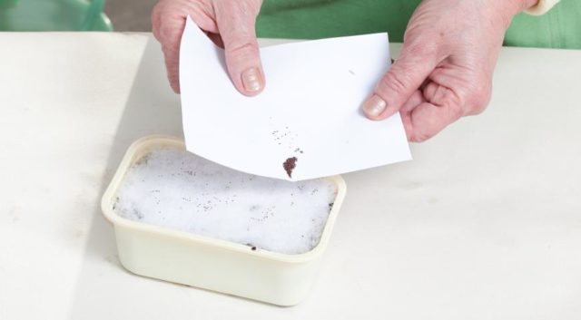 How to sow petunias for seedlings in the snow