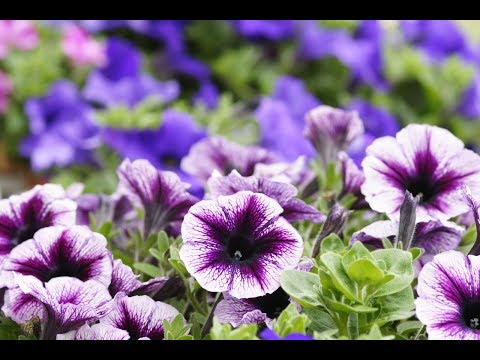 How to sow petunias for seedlings in the snow