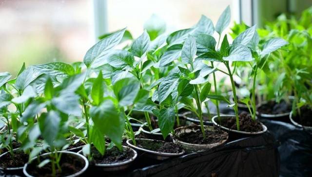 How to sow sweet peppers for seedlings