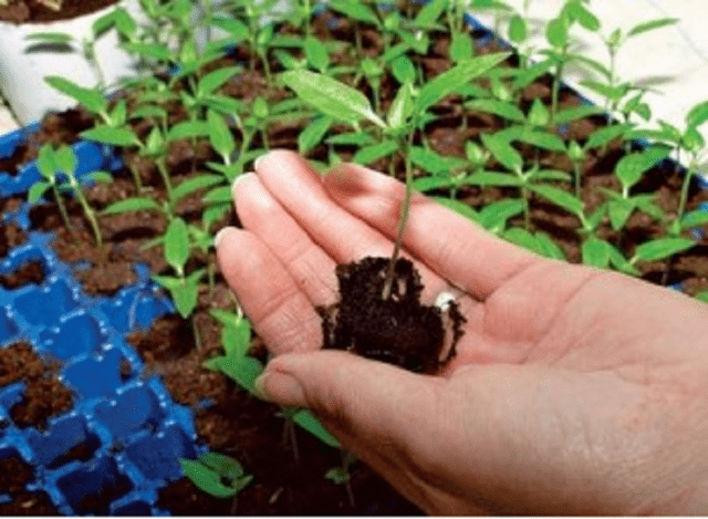 How to sow sweet peppers for seedlings