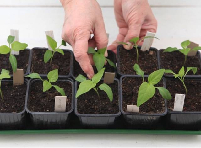 How to sow sweet peppers for seedlings