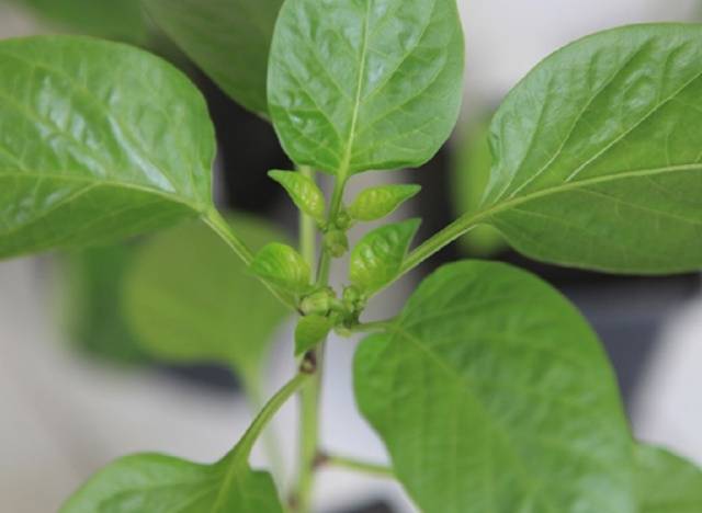 How to sow sweet peppers for seedlings