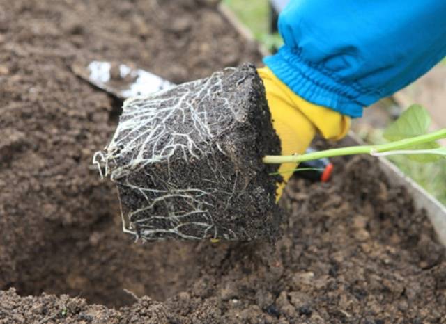 How to sow sweet peppers for seedlings