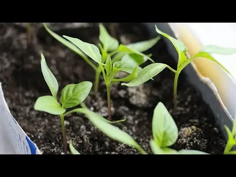 How to sow sweet peppers for seedlings