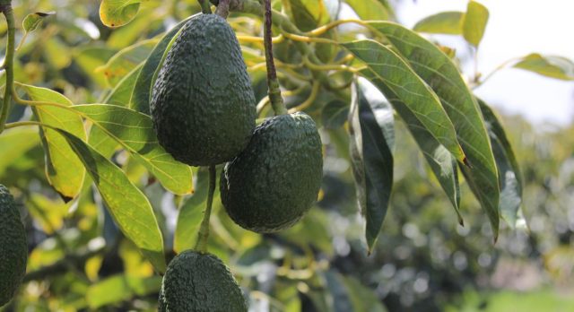 How to speed up the ripening of avocados at home