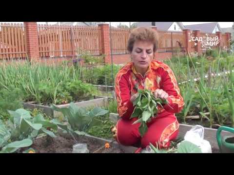 How to spray cabbage for a good harvest