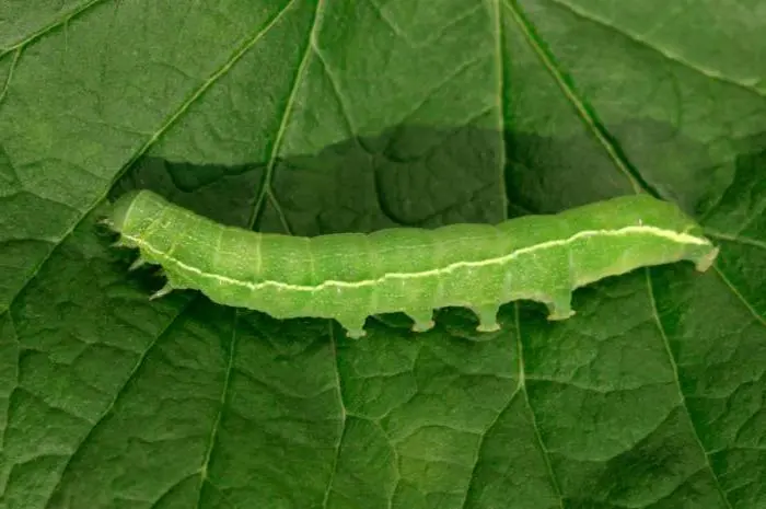 How to spray cabbage for a good harvest