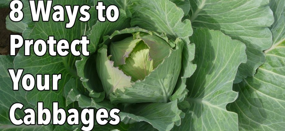 How to spray cabbage for a good harvest