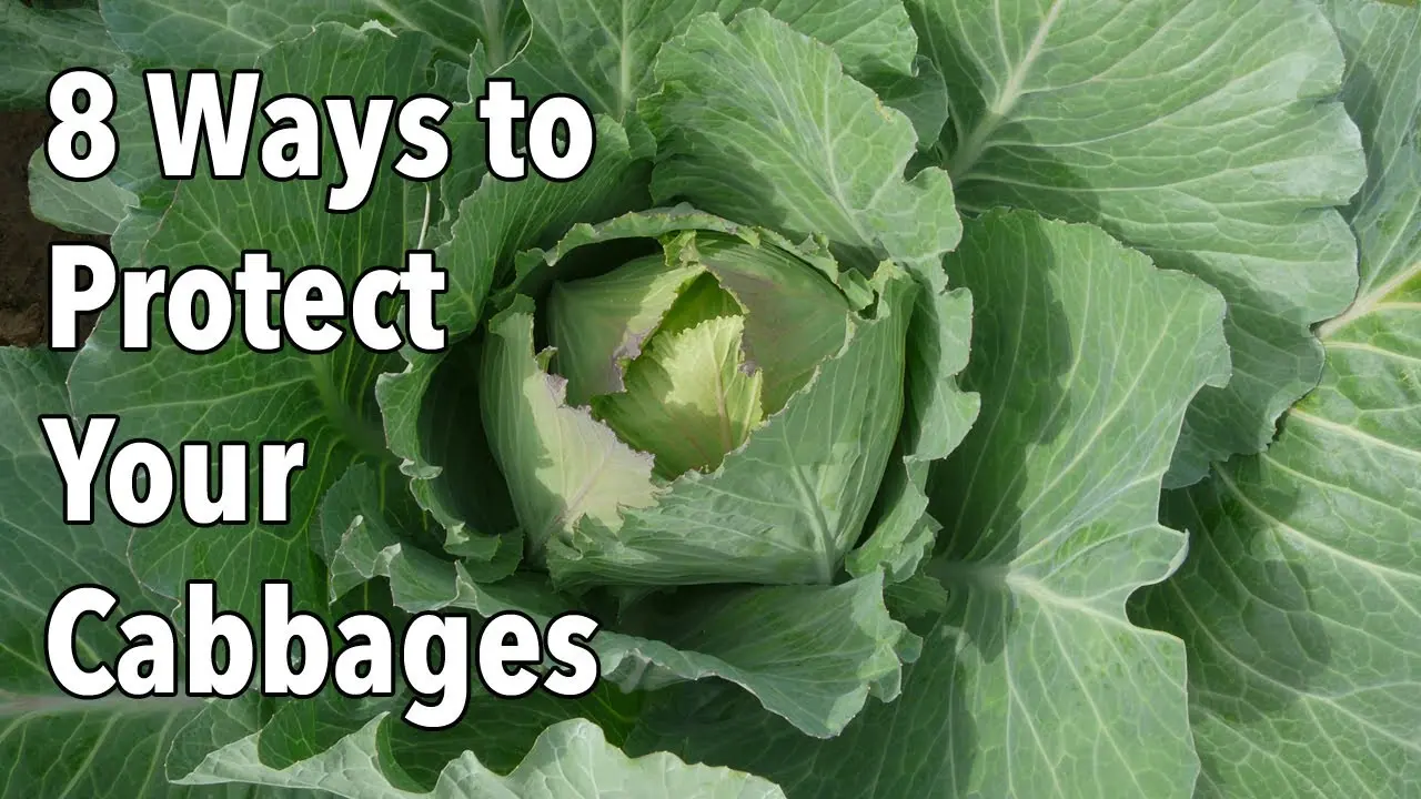 How to spray cabbage for a good harvest