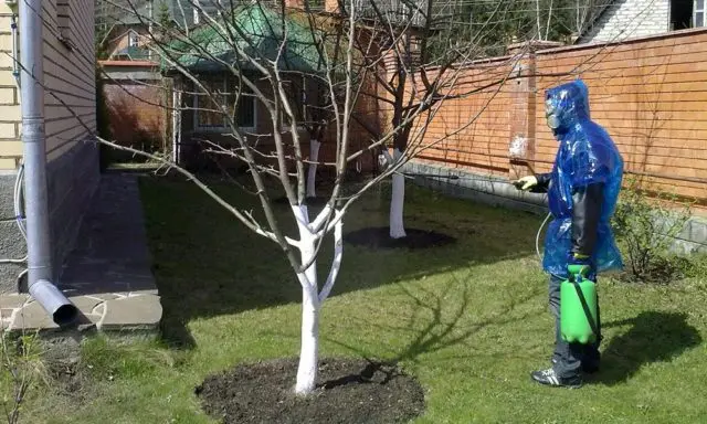 How to spray cherries before, during and after flowering, before bud break: timing, calendar and processing rules