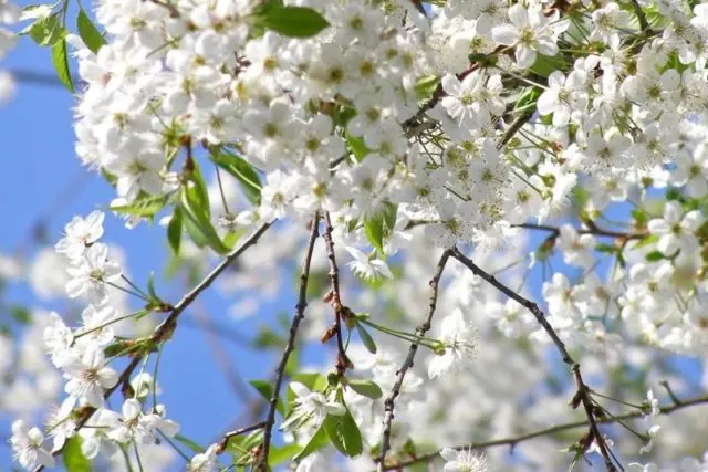 How to spray cherries before, during and after flowering, before bud break: timing, calendar and processing rules