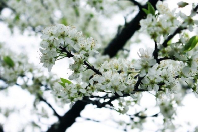 How to spray cherries before, during and after flowering, before bud break: timing, calendar and processing rules