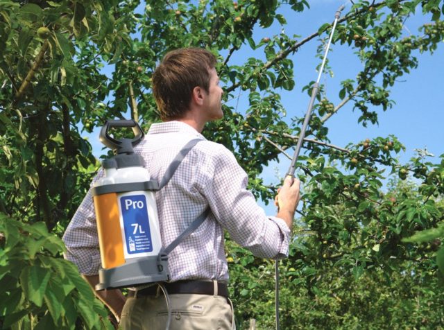 How to spray cherries before, during and after flowering, before bud break: timing, calendar and processing rules