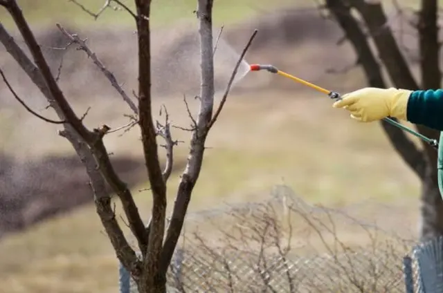 How to spray cherries before, during and after flowering, before bud break: timing, calendar and processing rules