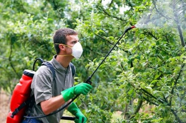 How to spray cherries before, during and after flowering, before bud break: timing, calendar and processing rules