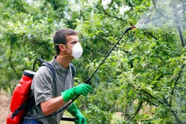 How to spray cherries before, during and after flowering, before bud break: timing, calendar and processing rules