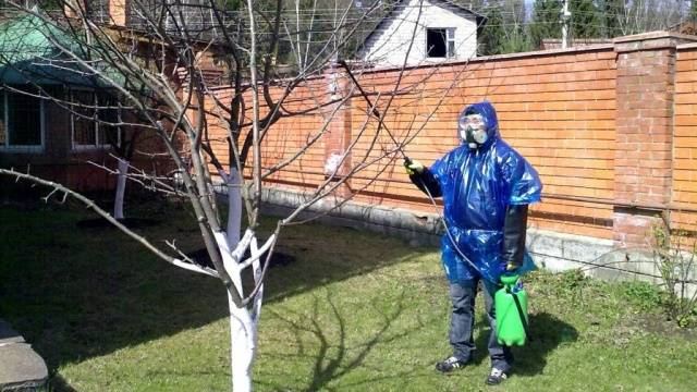 How to spray fruit trees from diseases and pests