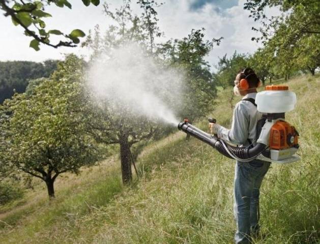 How to spray fruit trees from diseases and pests