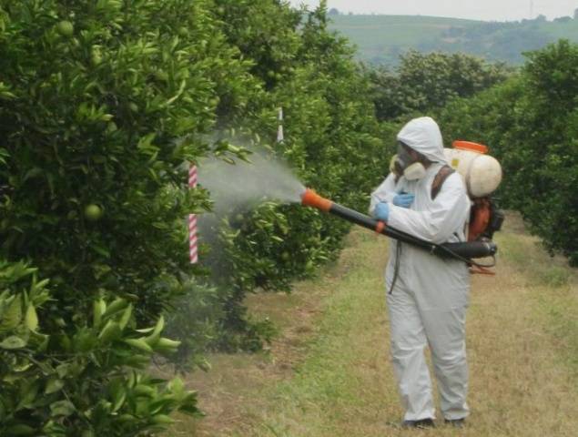 How to spray fruit trees from diseases and pests