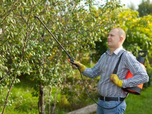 How to spray fruit trees from diseases and pests