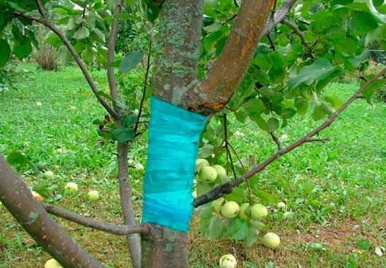 How to spray fruit trees from diseases and pests