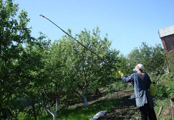 How to spray fruit trees from diseases and pests