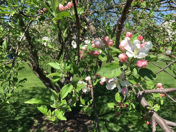 How to spray fruit trees from diseases and pests