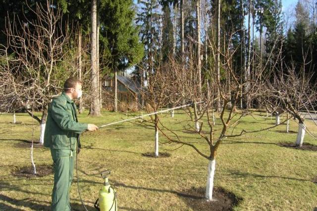 How to spray fruit trees from diseases and pests