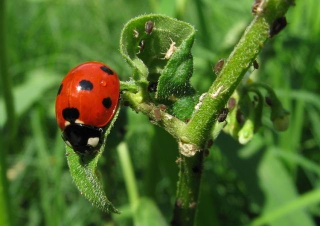 How to spray fruit trees from diseases and pests