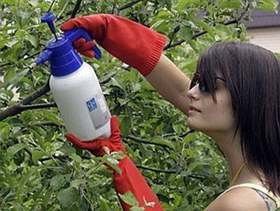 How to spray fruit trees from diseases and pests