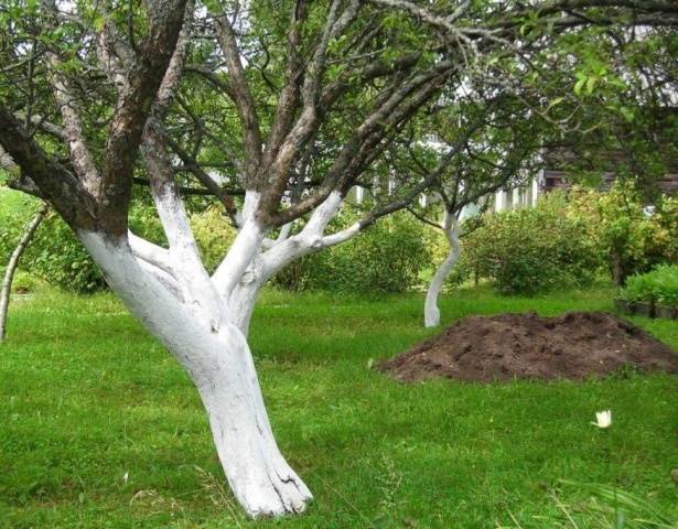 How to spray fruit trees in the spring from pests