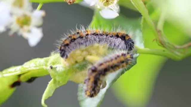 How to spray fruit trees in the spring from pests