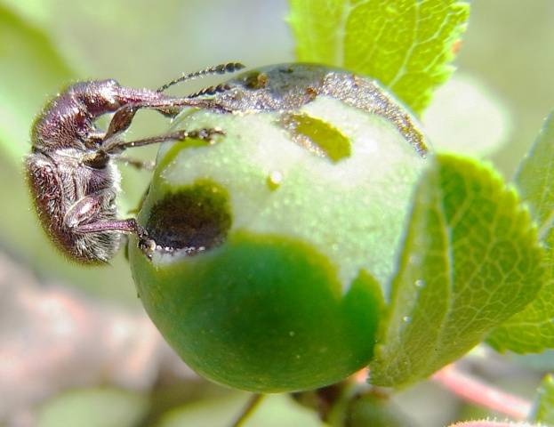 How to spray fruit trees in the spring from pests