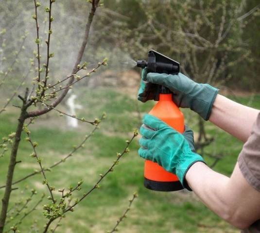 How to spray fruit trees in the spring from pests