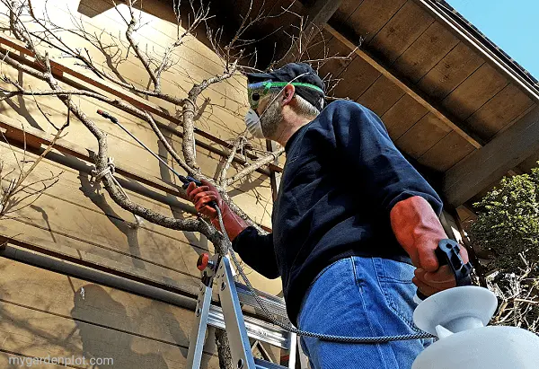 How to spray peaches in autumn: instructions and solutions