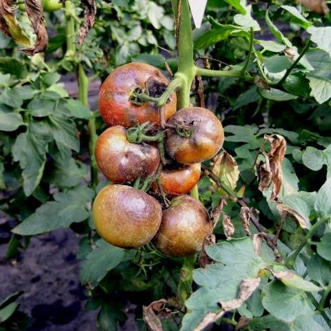 How to spray tomatoes from phytophthora