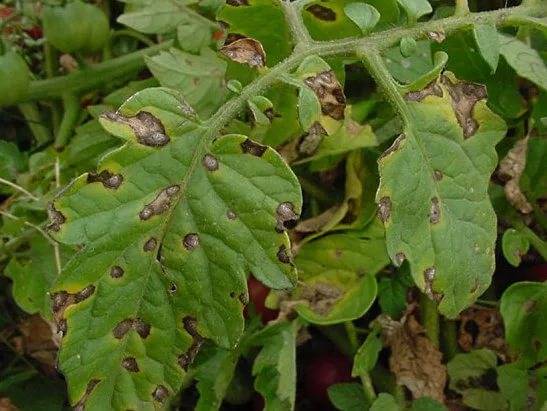 How to spray tomatoes from phytophthora