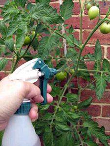 How to spray tomatoes from phytophthora