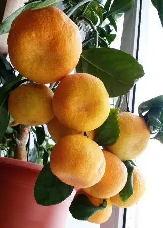 How to sprout a tangerine sprig from the store